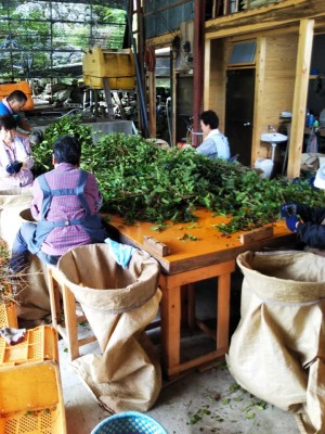 茶摘み風景　屋内