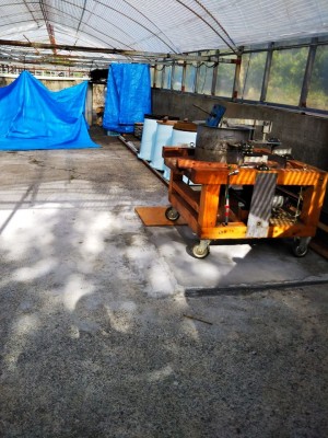 お盆、晩茶作り準備