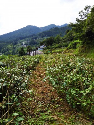 茶摘み刈り上げ