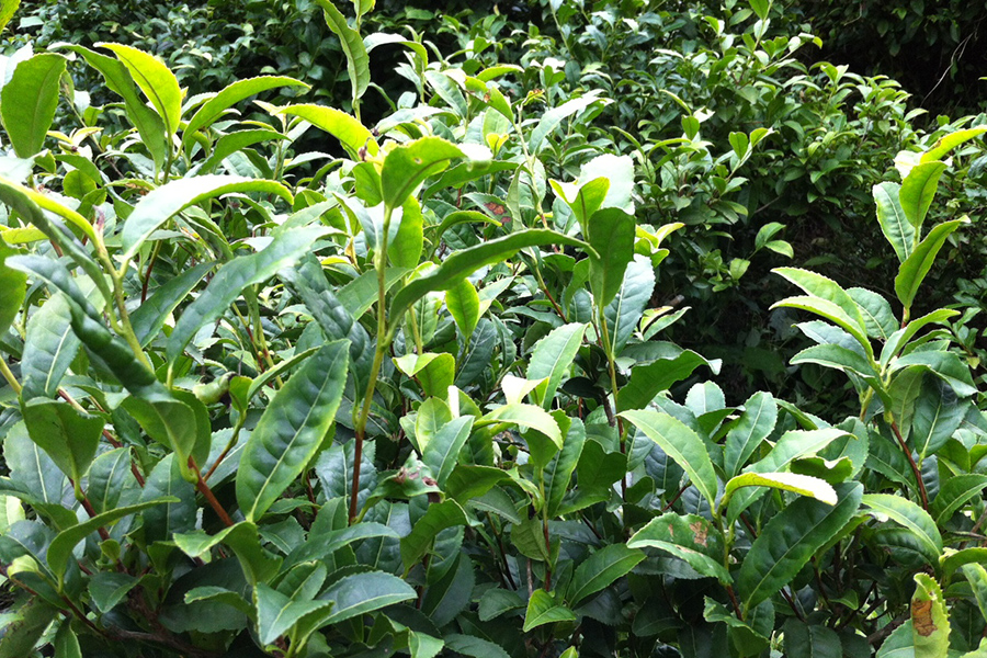 3496a525020567fbb592cf9fcbe40923