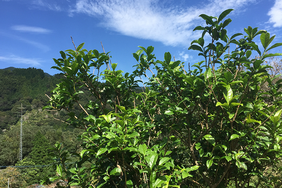 ad7c4ed25cff15f807b81cd5d0400c97