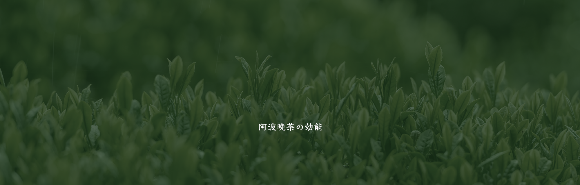 阿波晩茶の効能